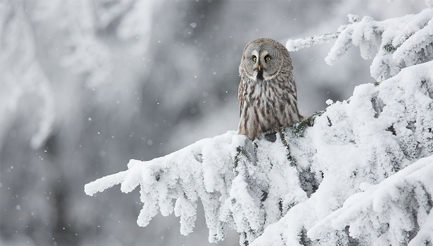 Laplanduil / Shutterstock