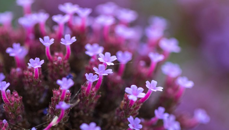 Verbena bonariensis / Wil Leurs - Agami