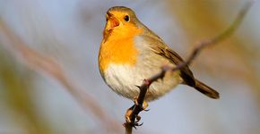 Roodborst / Buiten-Beeld - Michel Geven