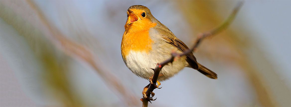 Roodborst / Buiten-Beeld - Michel Geven