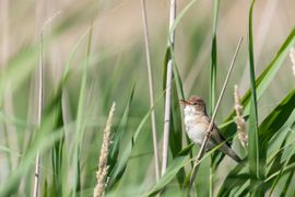 Kleine karekiet in het riet.