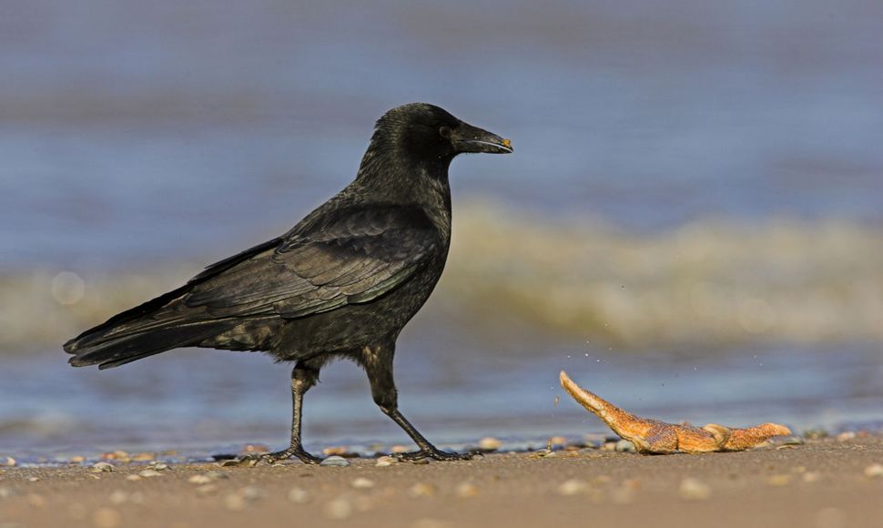 Zwarte Kraai Vogelbescherming