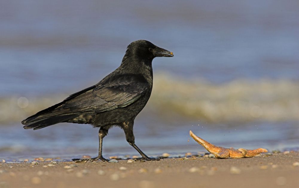 Afwijzen verhaal Oprecht Zwarte kraai | Vogelbescherming