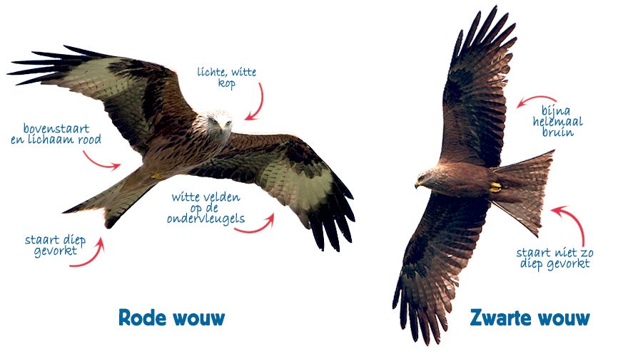 Infographic rode wouw en zwarte wouw