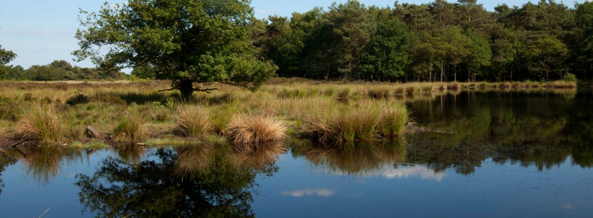 Dwingelderveld / Agami