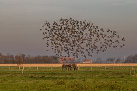 vlucht Spreeuwen