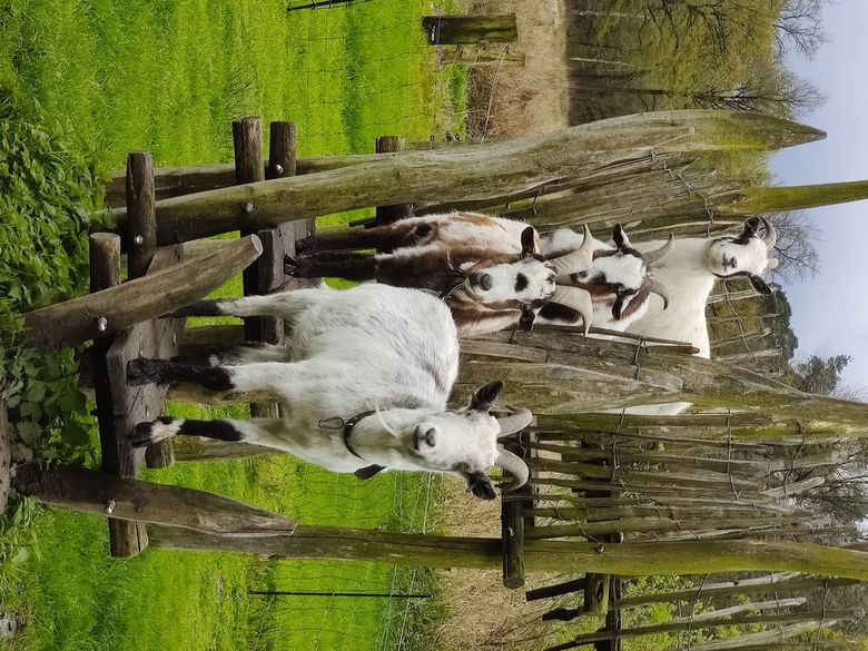 Spanje Voorkomen Vochtig Wij willen bovenburen ! 🐐🐐🐐🐐🐐🐐🐐🐐🐐🐐 | Vogelbescherming