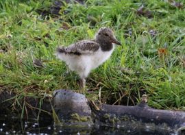 Klaar voor de eerste zwemles