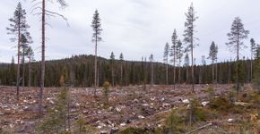 Kaalkap in Finland / Karl Adami