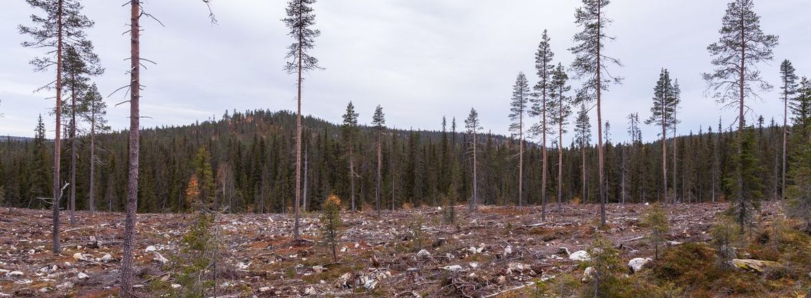 Kaalkap in Finland / Karl Adami