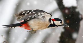 Grote bonte specht / Shutterstock