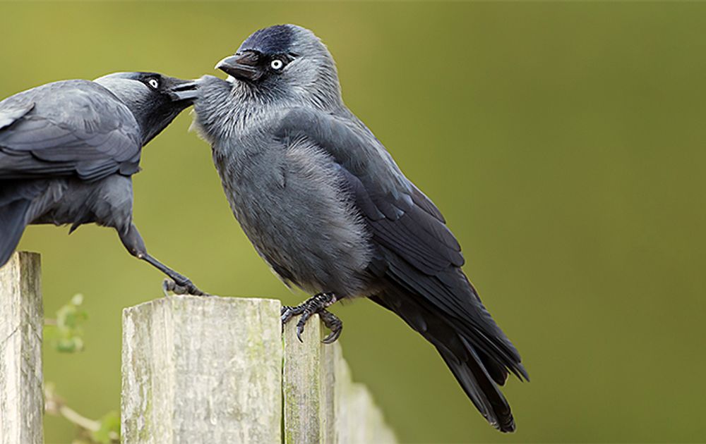 Ook instinct Afdrukken Lang leve de kauw! | Vogelbescherming