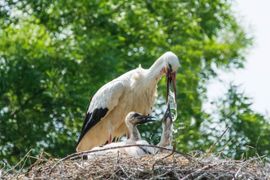 ooievaarsjong krijgt te drinken 