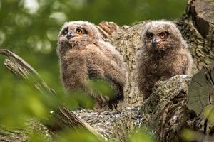 Oehoe / Shutterstock