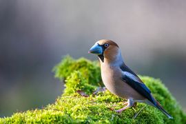 Appelvink op de groene loper