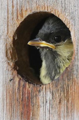 Koolmees in vogelhuisje op balkon 