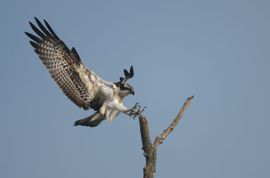 jonge visarend op doortrek