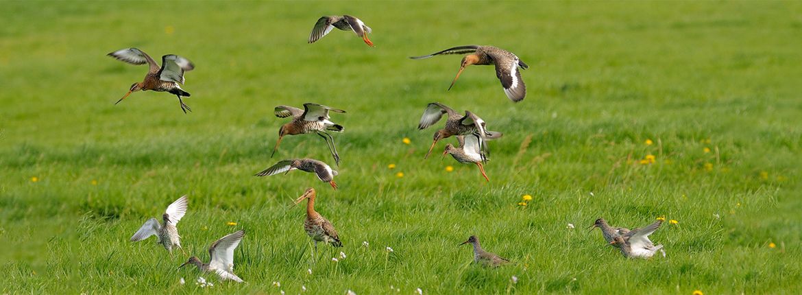 Weidevogels / Jelle de Jong