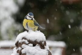 Pimpelmees in de sneeuw 