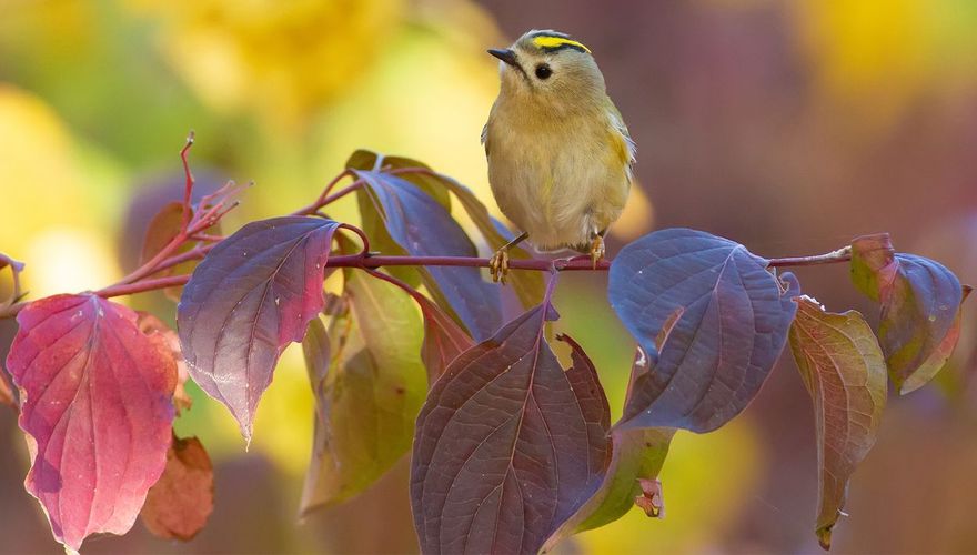 Goudhaan / Shutterstock
