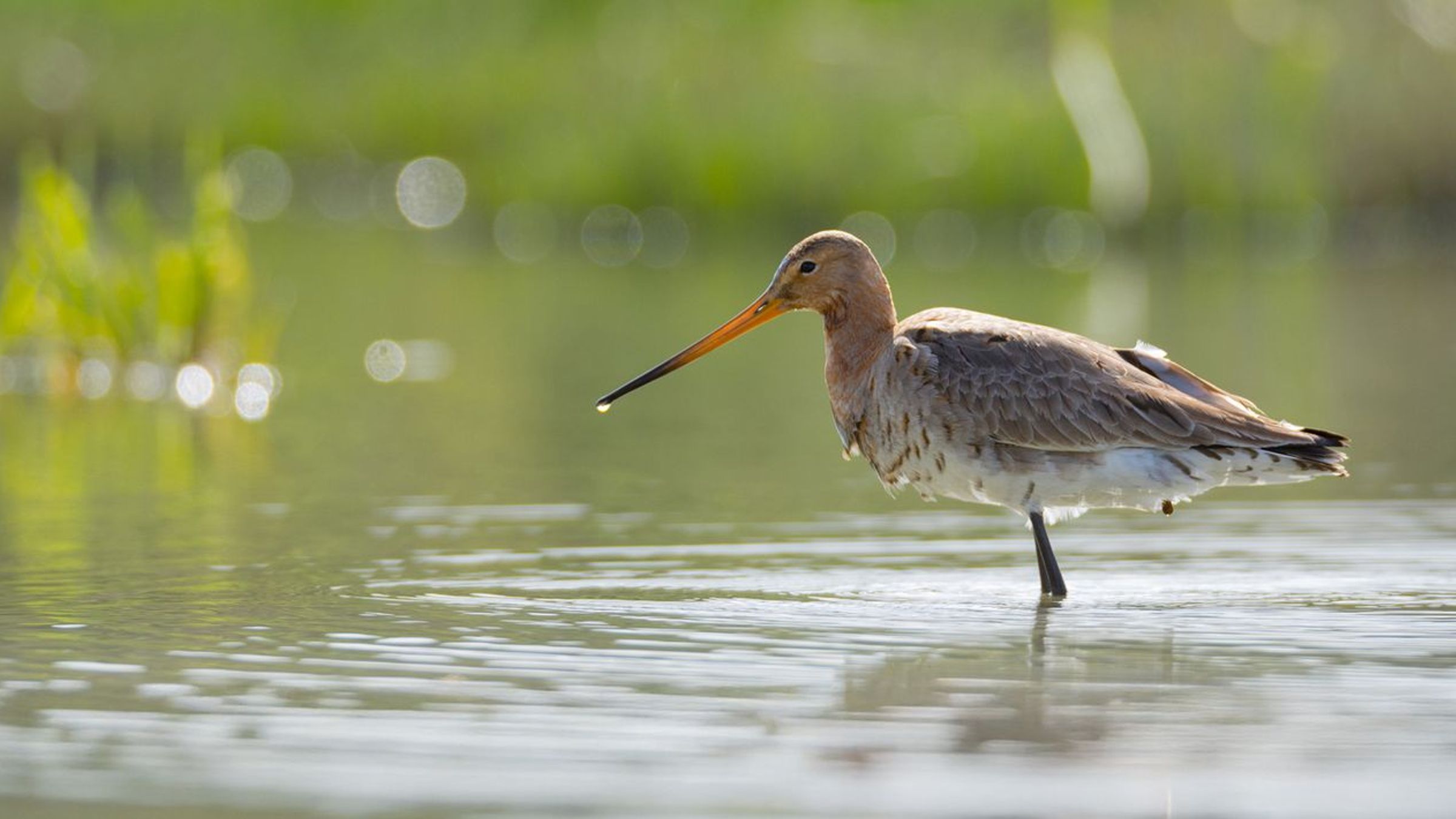Grutto / Hans Peeters