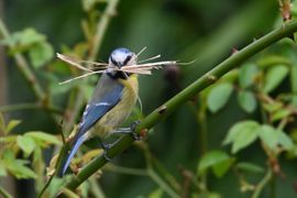 Pimpelmees maakt een nest