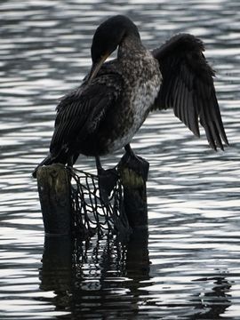 Aalscholver poetst zich na de jacht