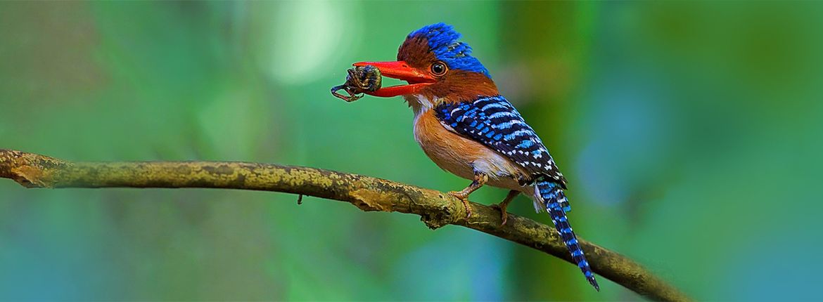 Zebraijsvogel (Banded Kingfisher) / Alex Vargas - Agami