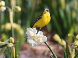 Het Texelse Lentegevoel met een Gele Kwikstaart op een Narcis