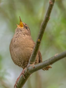 Winterkoning op naar de zomer