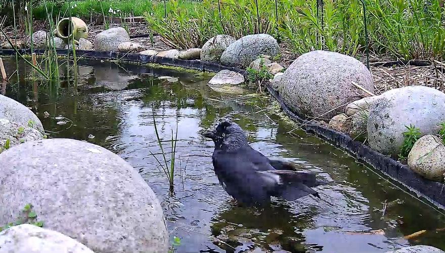 Kauw bij vijver Beleef de Lente
