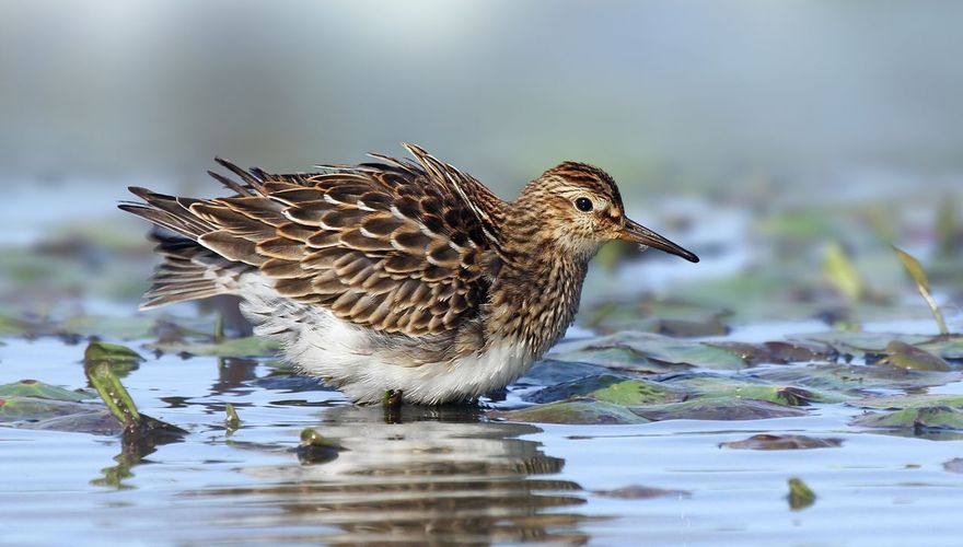 Juveniele gestreepte strandloper / Ruwan Aluvihare