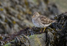 Paarse Strandloper