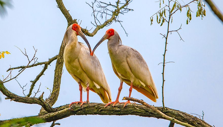 Japanse kuifibis / Shutterstock