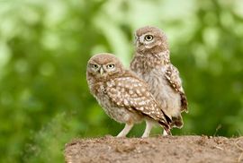 Prachtige uilskuikens