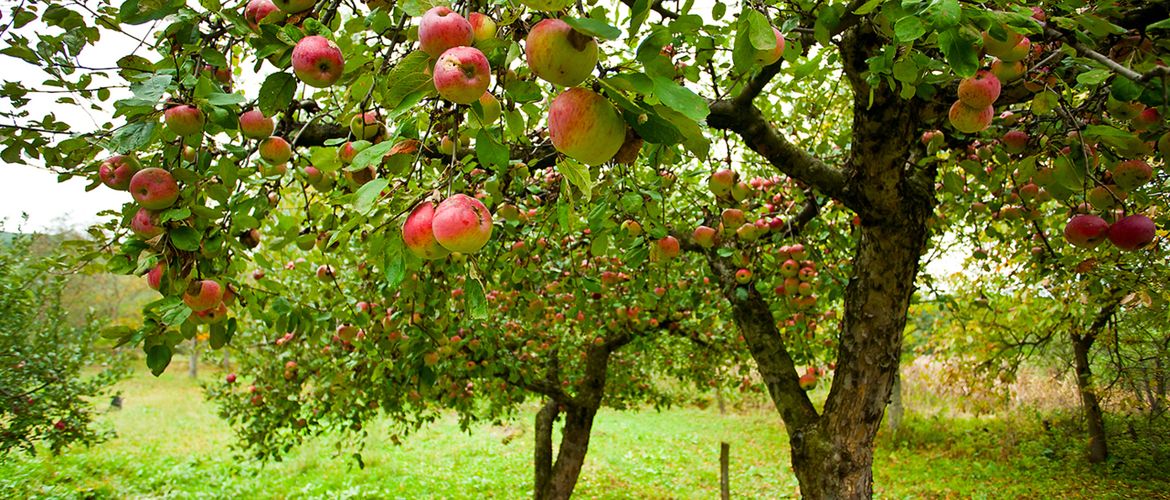 Appel boomgaard / Shutterstock