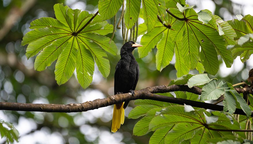 Kuiforopendola  / Shutterstock