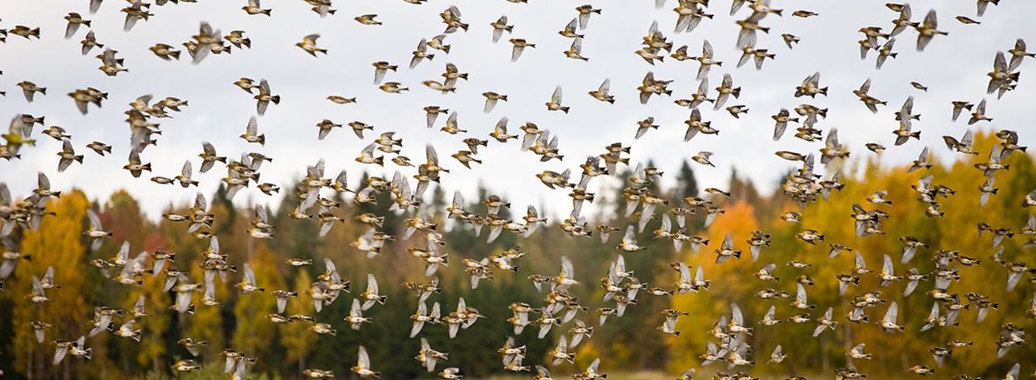 Kepen / Shutterstock