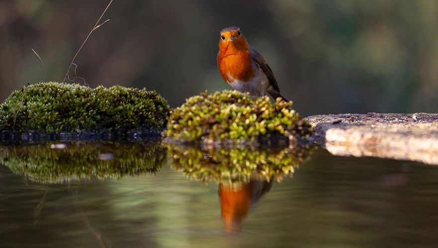 Roodborst / Shutterstock