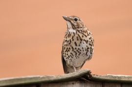 Zanglijster in de tuin 