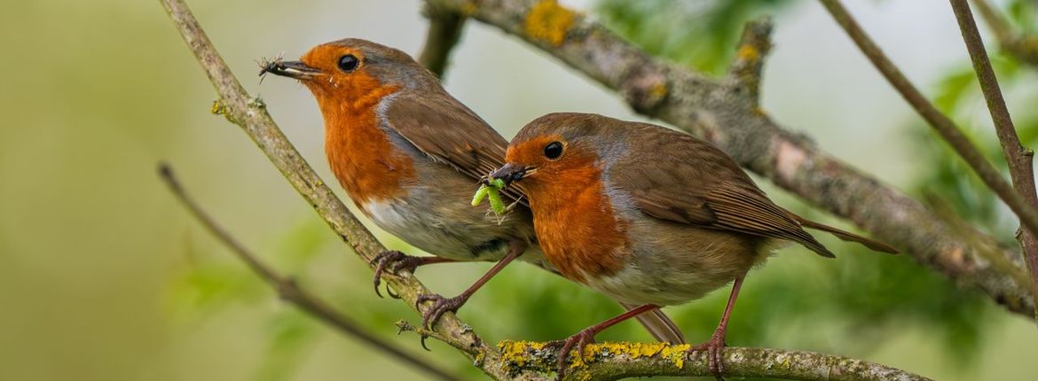 Roodborst met insect / Shutterstock