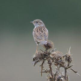 Heggenmus / Buiten-Beeld - Michel Geven