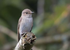 Grauwe vliegenvanger op uitkijk