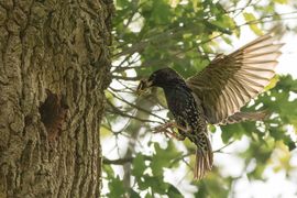 Spreeuw in de vlucht