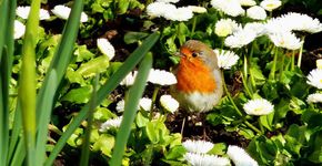 Roodborst in madeliefjes / Pixabay