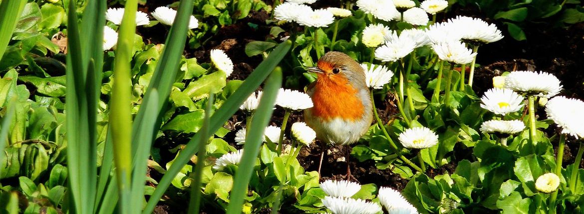 Roodborst in madeliefjes / Pixabay