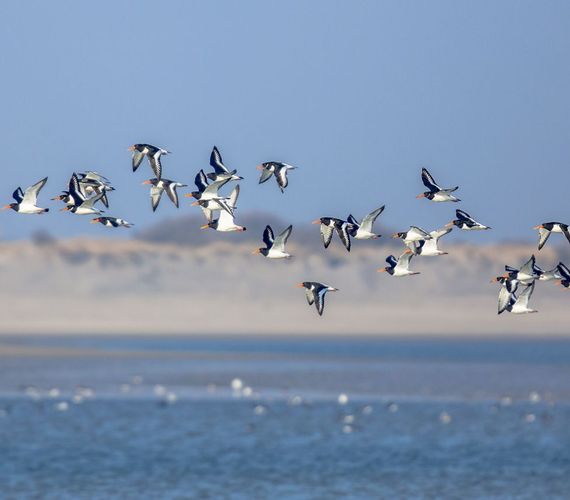 Vogels in natuurgebieden