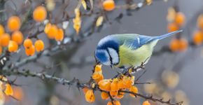 Pimpelmees bessen / Shutterstock Pimpelmees bessen / Shutterstock