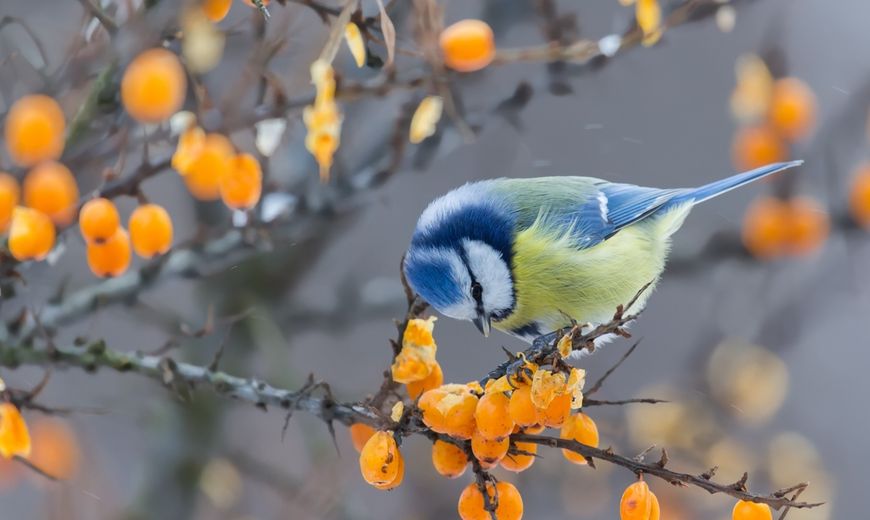Pimpelmees bessen / Shutterstock