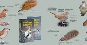 Handboek Europese vogels